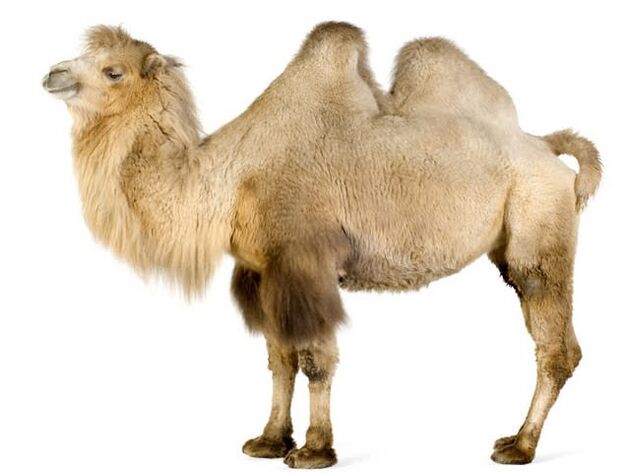 camel and stomach to increase potency