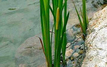 Calamus is a swamp whose roots are used to increase male potency