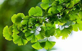 Ginkgo Biloba heals the male body, improves blood flow in the pelvic organs