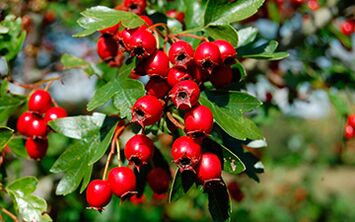 Hawthorn improves libido in men but can lower blood pressure