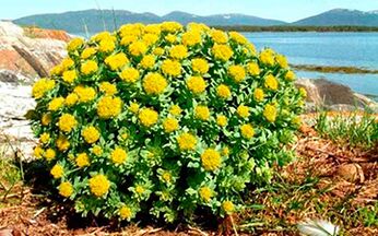 Rhodiola rosea for potency-enhancing decoctions and tinctures