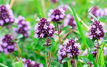 Thyme is useful for increasing potency, but it has contraindications to its use